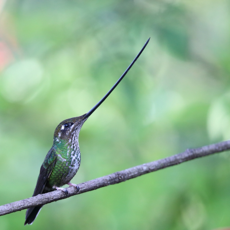 09 Colibri porte épée.JPG