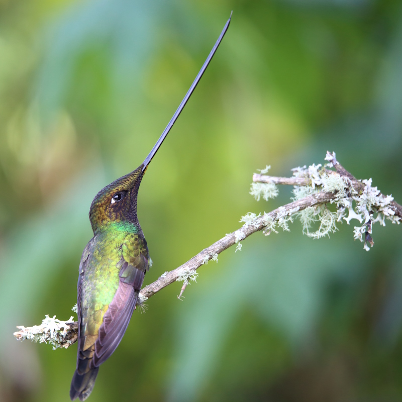 10 Colibri porte épée.JPG
