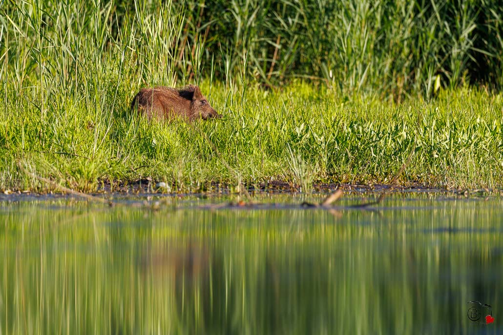 Sanglier (Sus scrofa) Wild boar-142.jpg