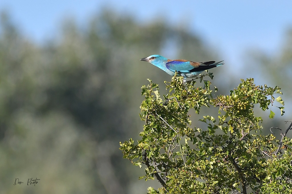DSC_7289IN.jpg