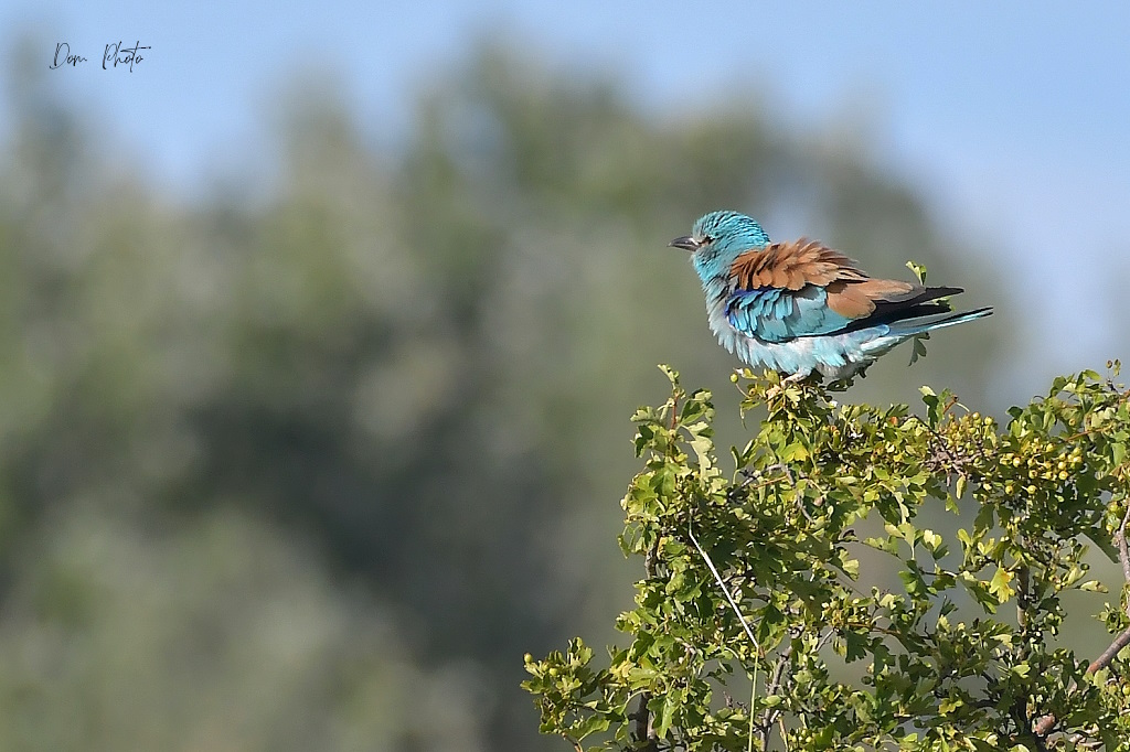 DSC_7254IN.jpg