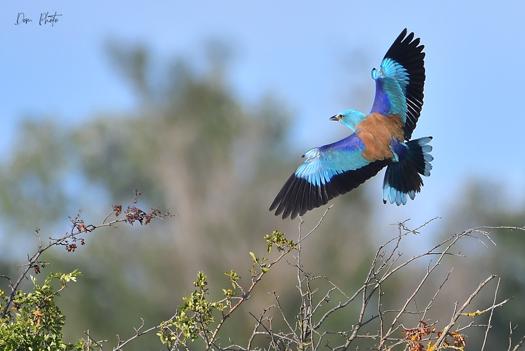 DSC_7285IN.jpg