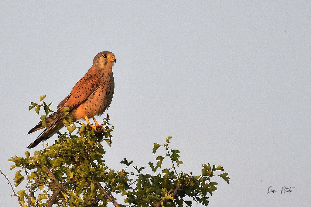DSC_7347IN.jpg