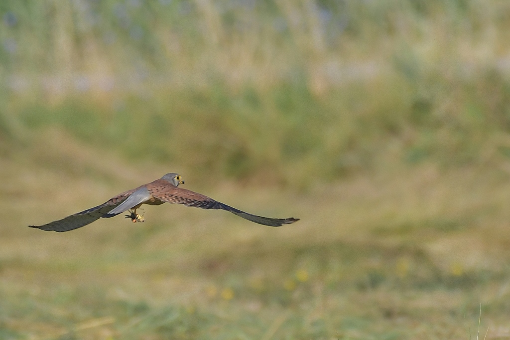 DSC_7556IN.jpg