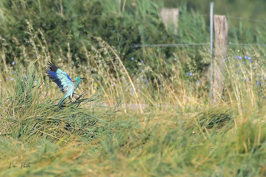 DSC_7543IN.jpg