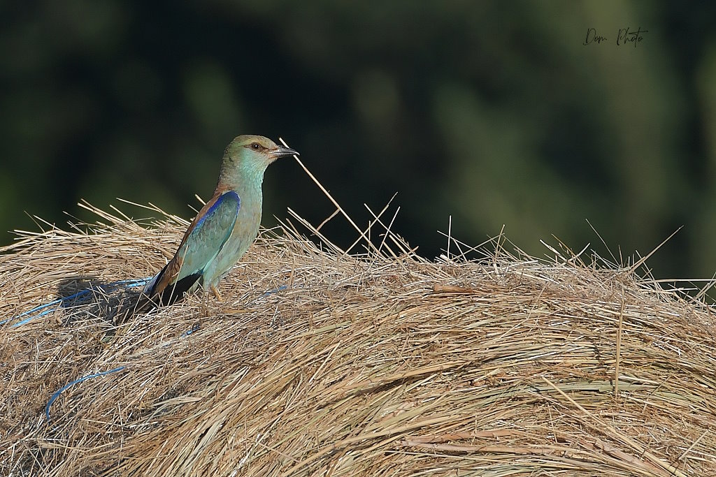 DSC_7537IN.jpg