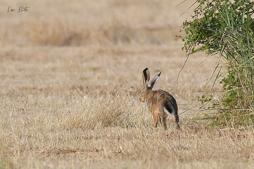 DSC_7373IN.jpg