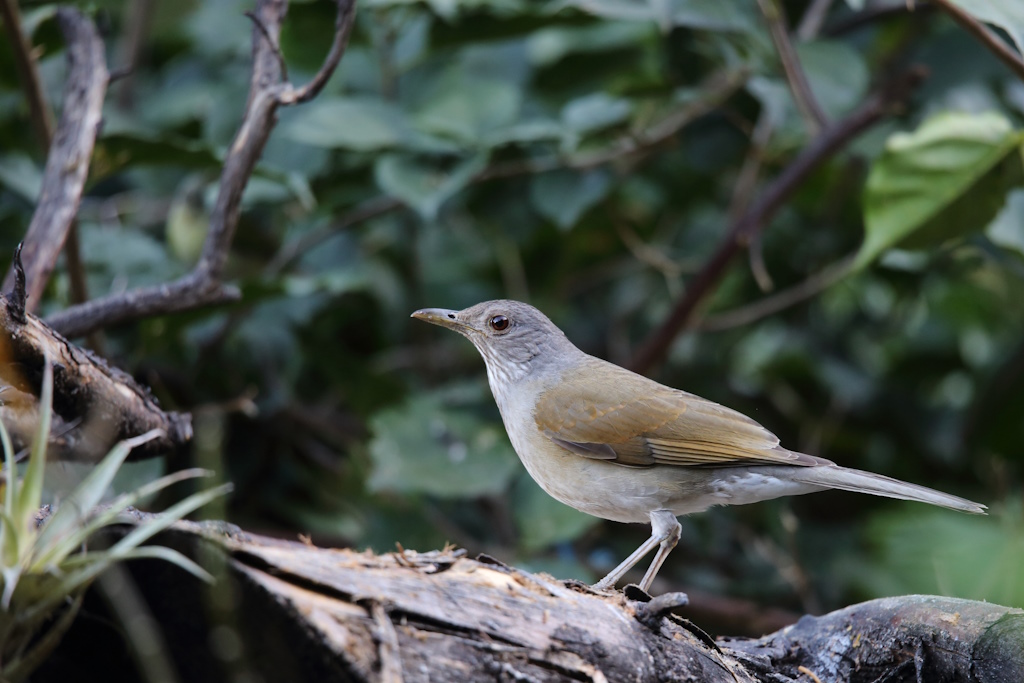 19 Merle leucomèle.JPG