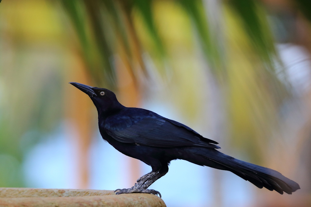 20 Quiscale merle.JPG