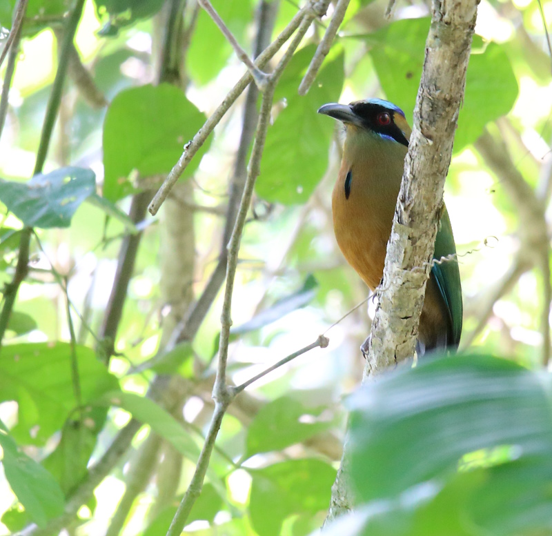 23 Motmot caraîbe.JPG