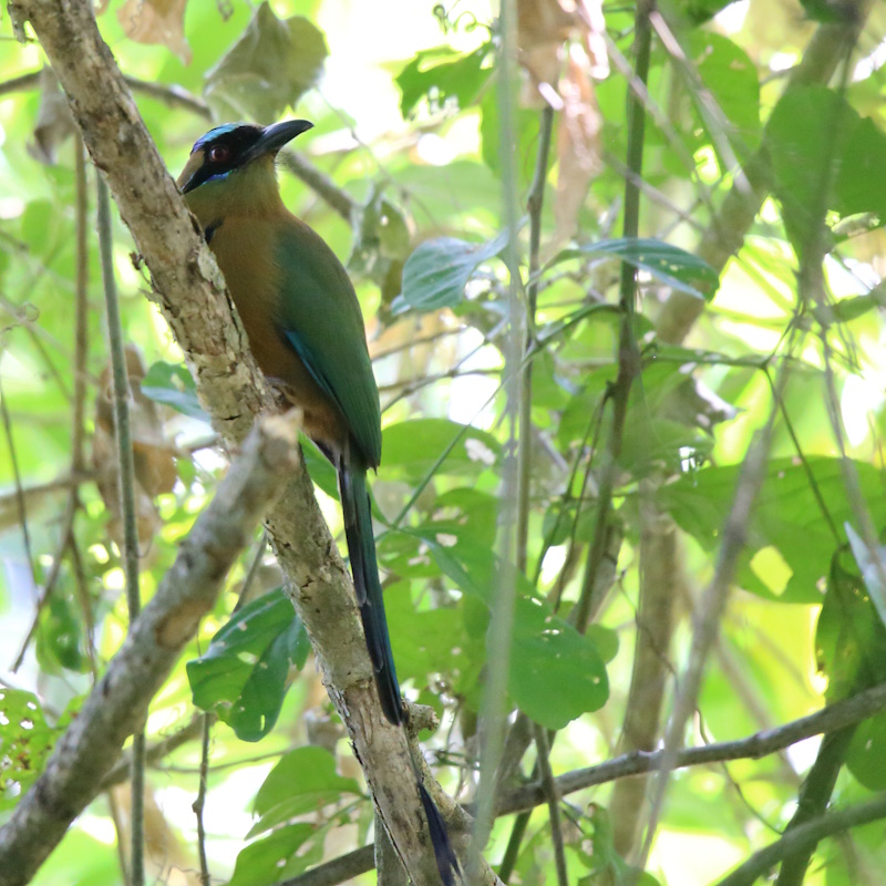 24 Motmot caraîbe.JPG