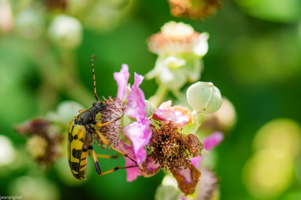 N6 strangalia maculata_001strangalia maculata.JPG