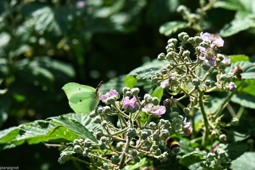 N4 papillon citron.JPG