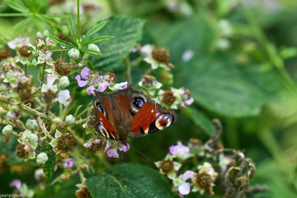 N3 paon du jour (2).JPG