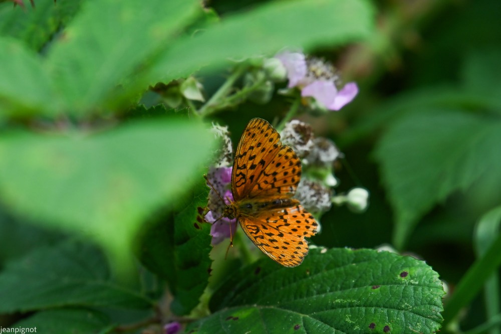 N1nacré de la ronce.JPG