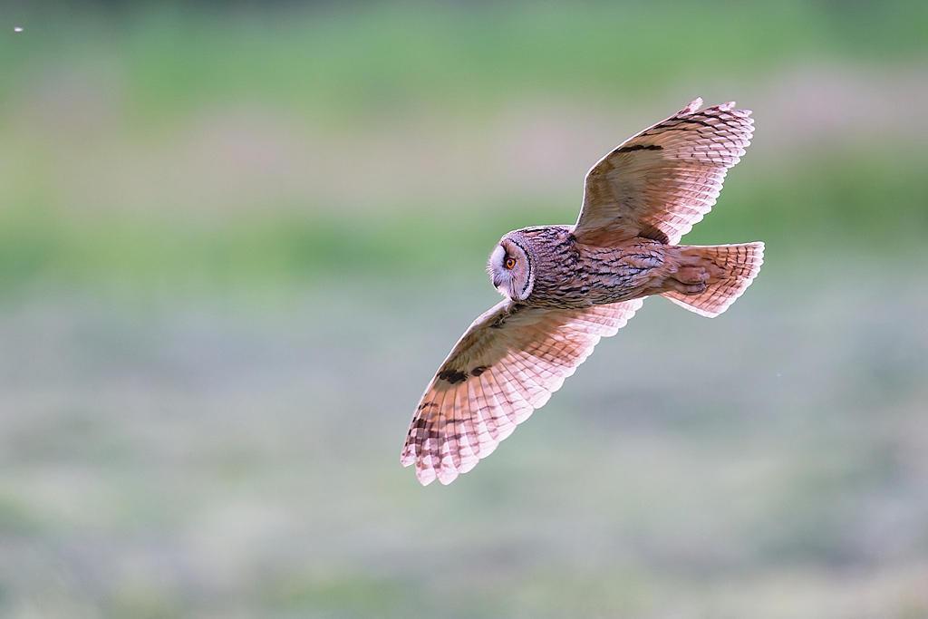 DSC_2040_DxO.jpg