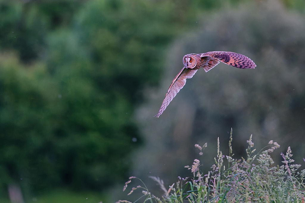 DSC_2712_DxO.jpg