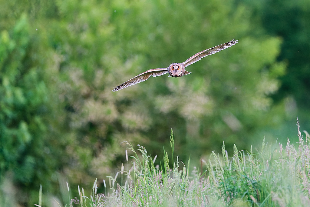 DSC_2777_DxO.jpg