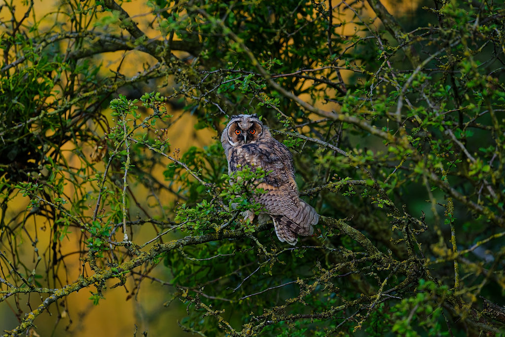 DSC_3954_DxO.jpg