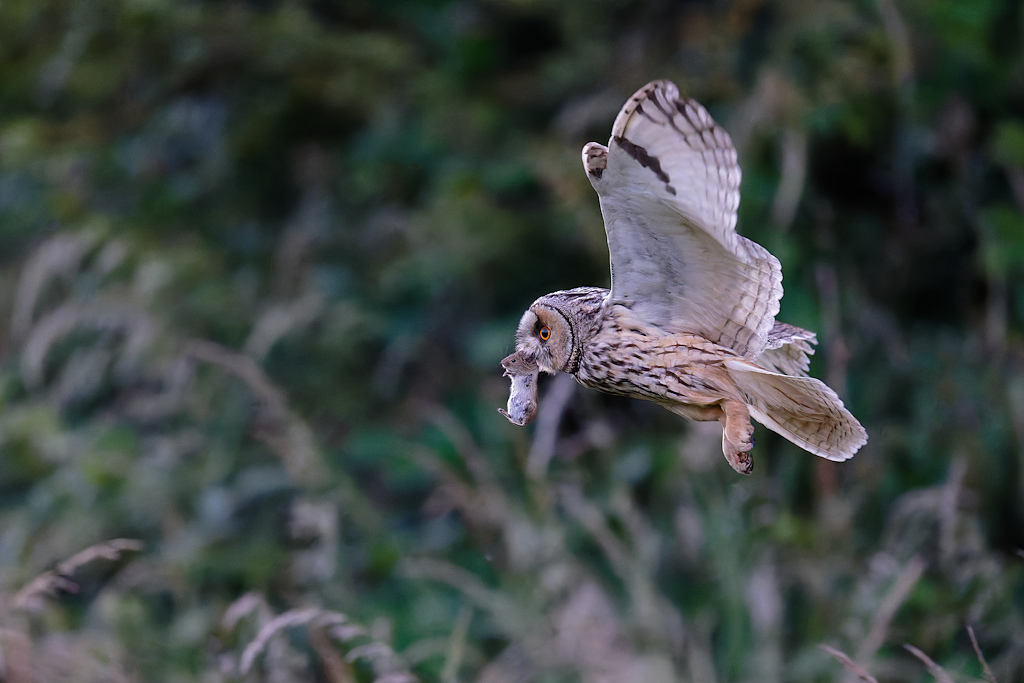 DSC_4869_DxO.jpg