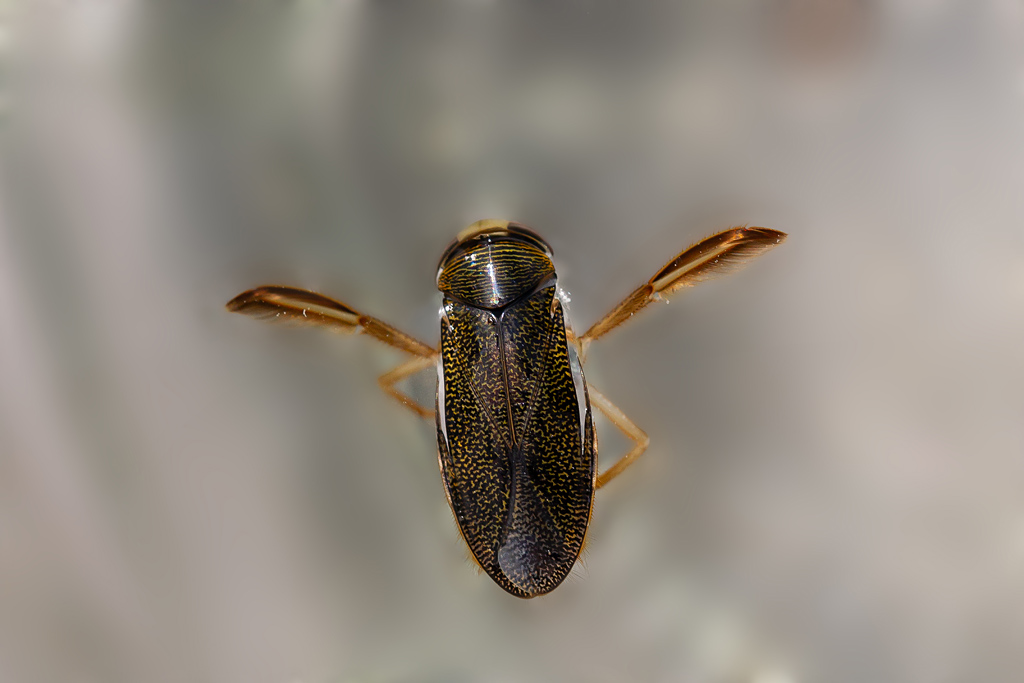 Corixa punctata.jpg