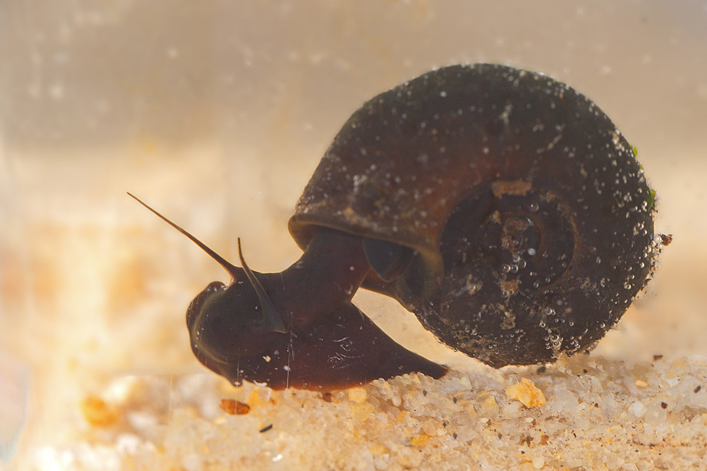Planorbius corneus 1.jpg