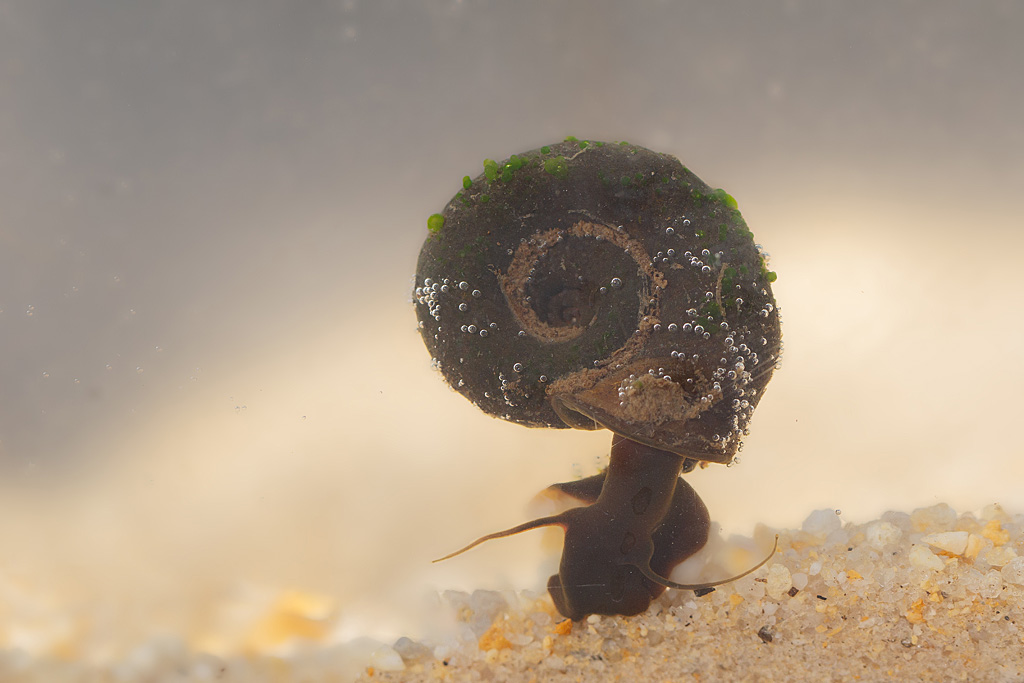 Planorbius corneus 2.jpg