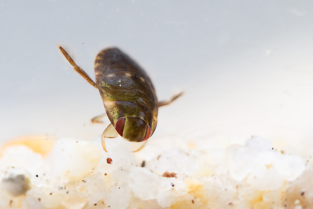 naucore - Ilyocoris cimicoides 1.jpg