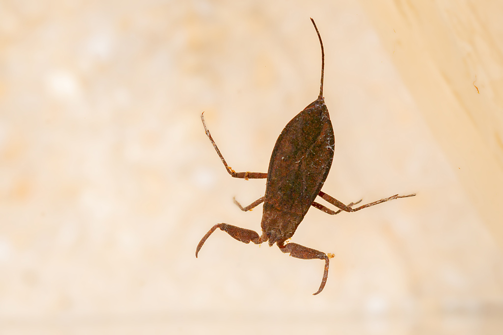 Népe - scorpion d'eau - Nepa cinerea 1.jpg