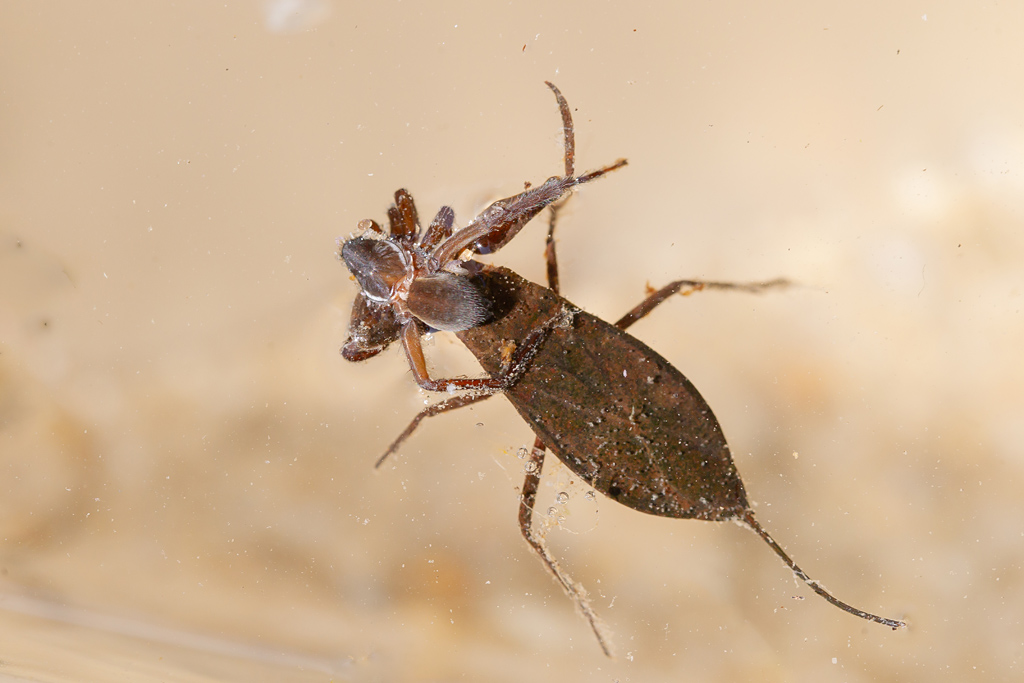 Népe - scorpion d'eau - Nepa cinerea 2.jpg