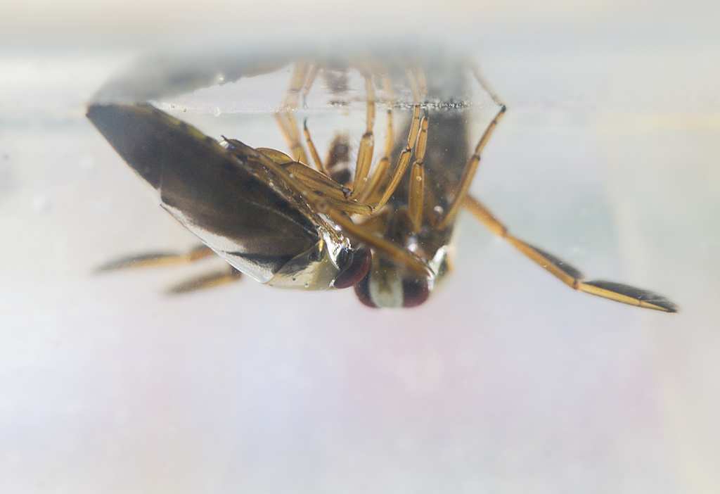 Notonecta glauca 1.jpg