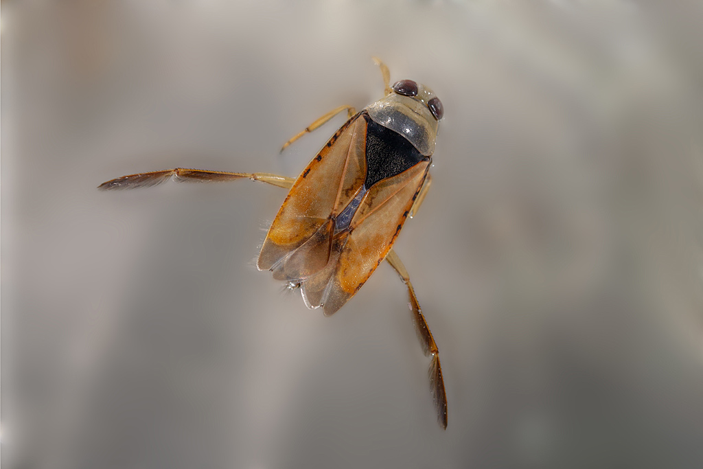 Notonecta glauca 2.jpg