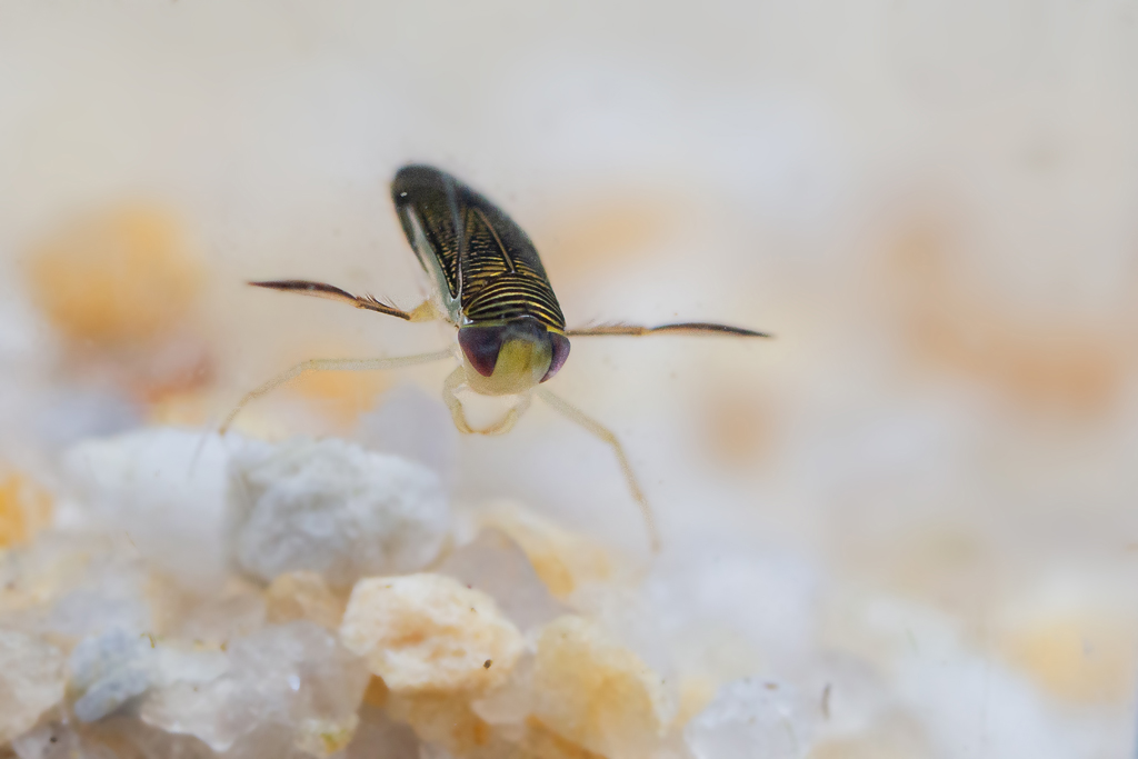 Sigara striata -.jpg