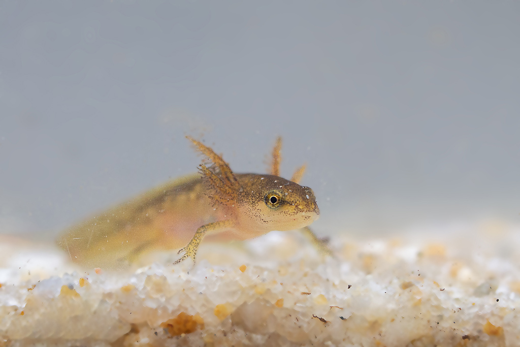 triton palmé- ponctué larve.jpg