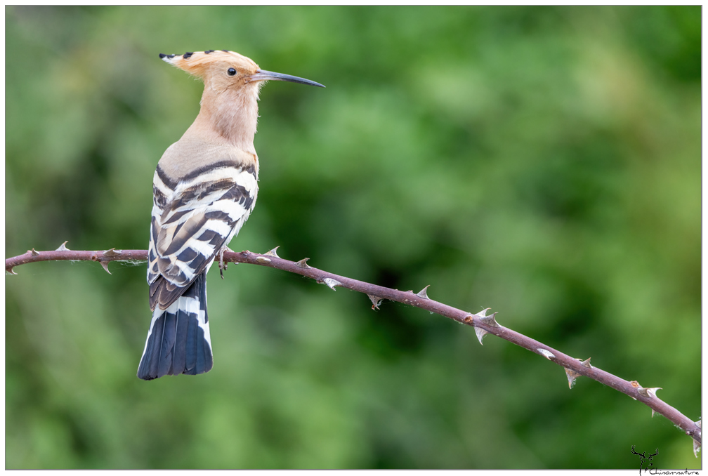huppe_fascie.jpg