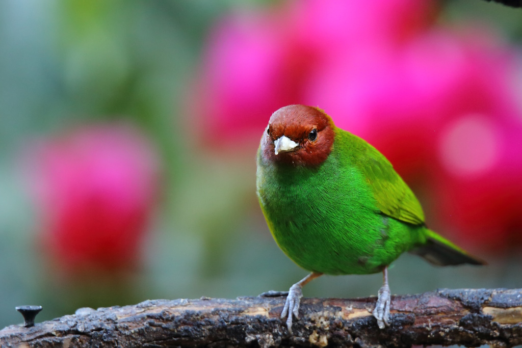 25 Calliste rouverdin.JPG