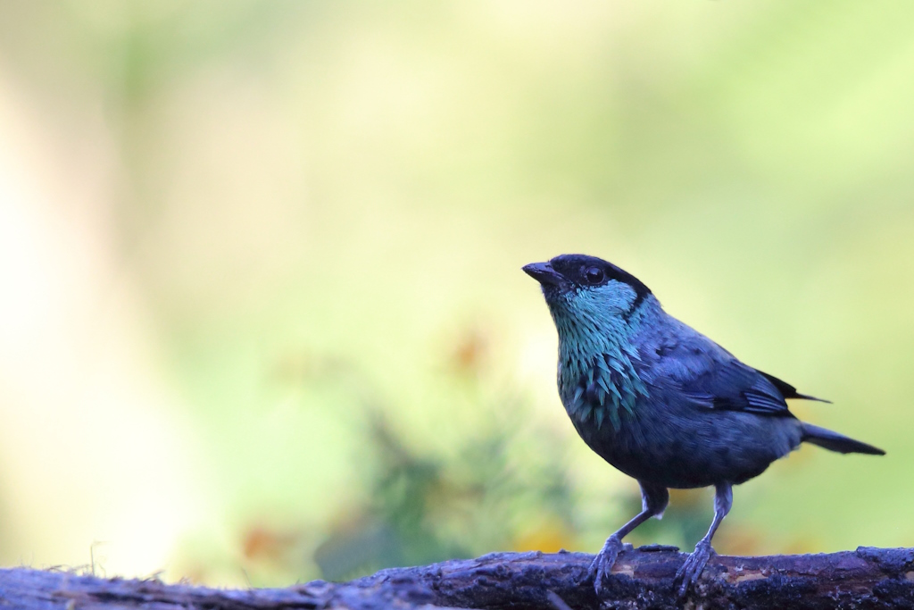 26 Calliste à calotte noire.JPG