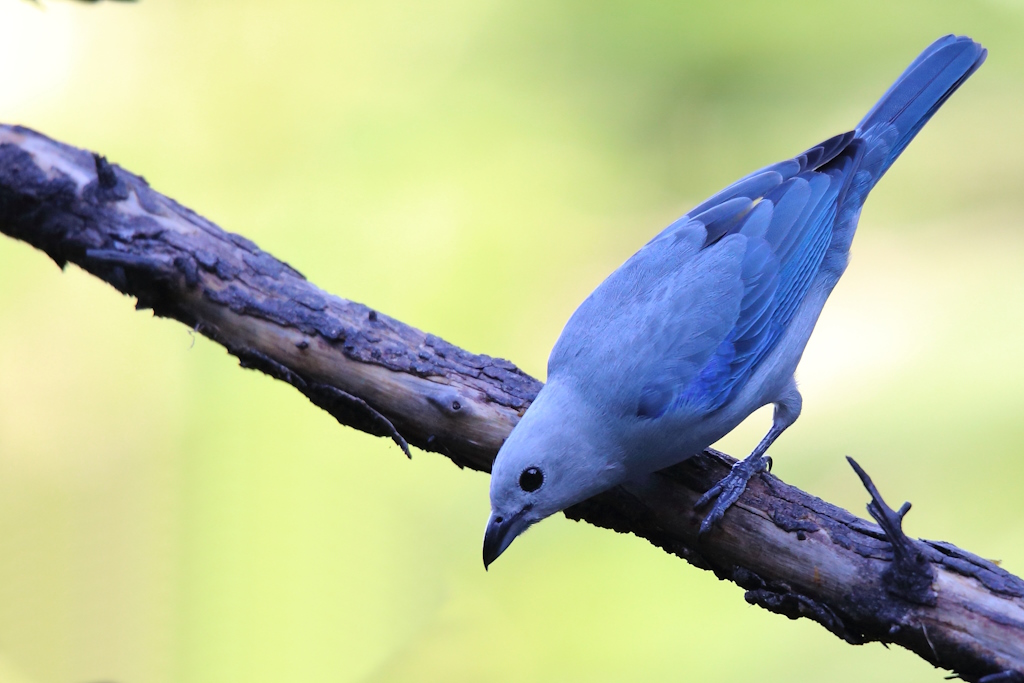 30 Tangara évêque.JPG