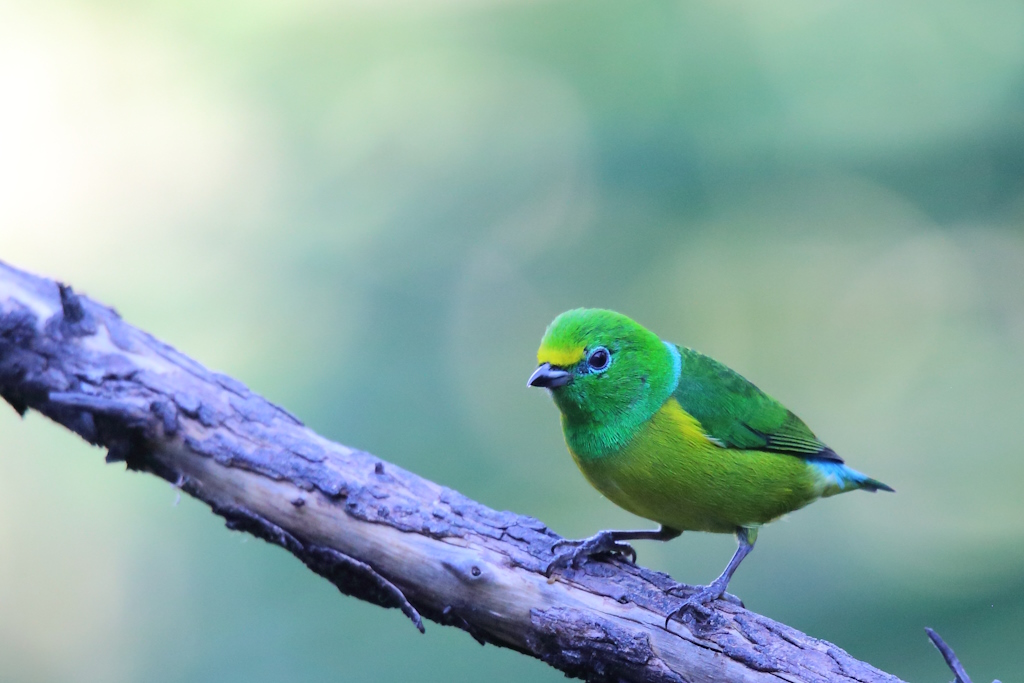 31 Organiste à nuque bleue.JPG