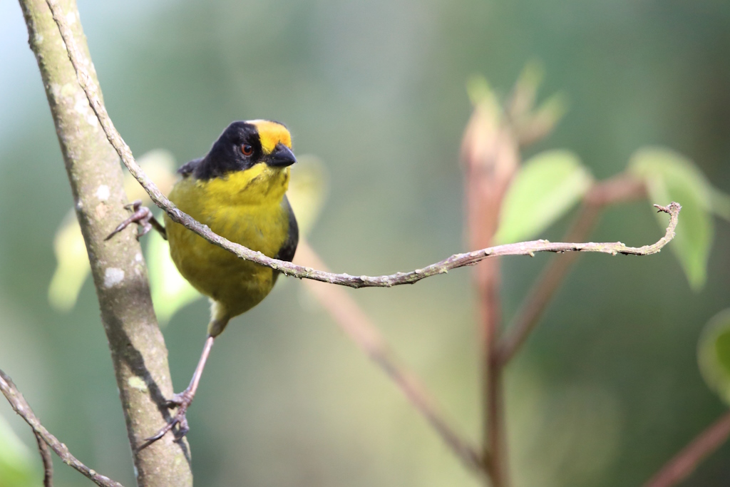 32 Organiste à bec épais.JPG