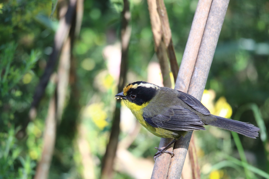 33 Tohi à nuque claire.JPG