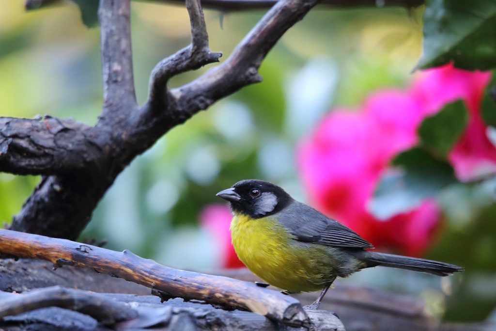 35 Tohi de Santa Marta.JPG