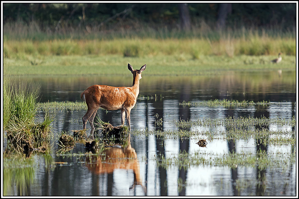 cerf(8960).jpg