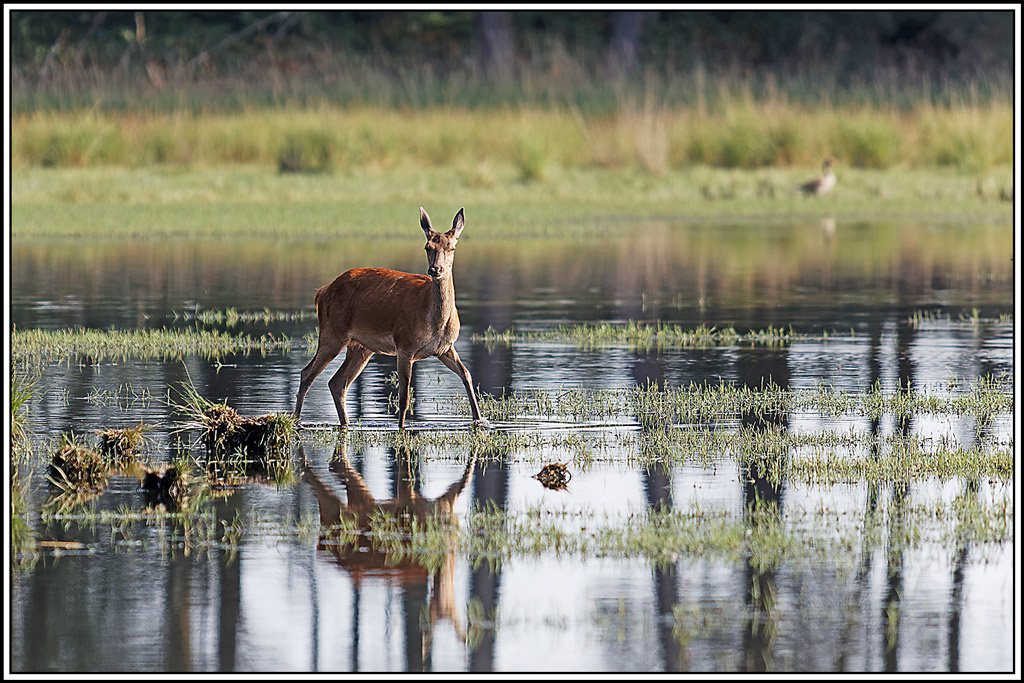 cerf(8963).jpg