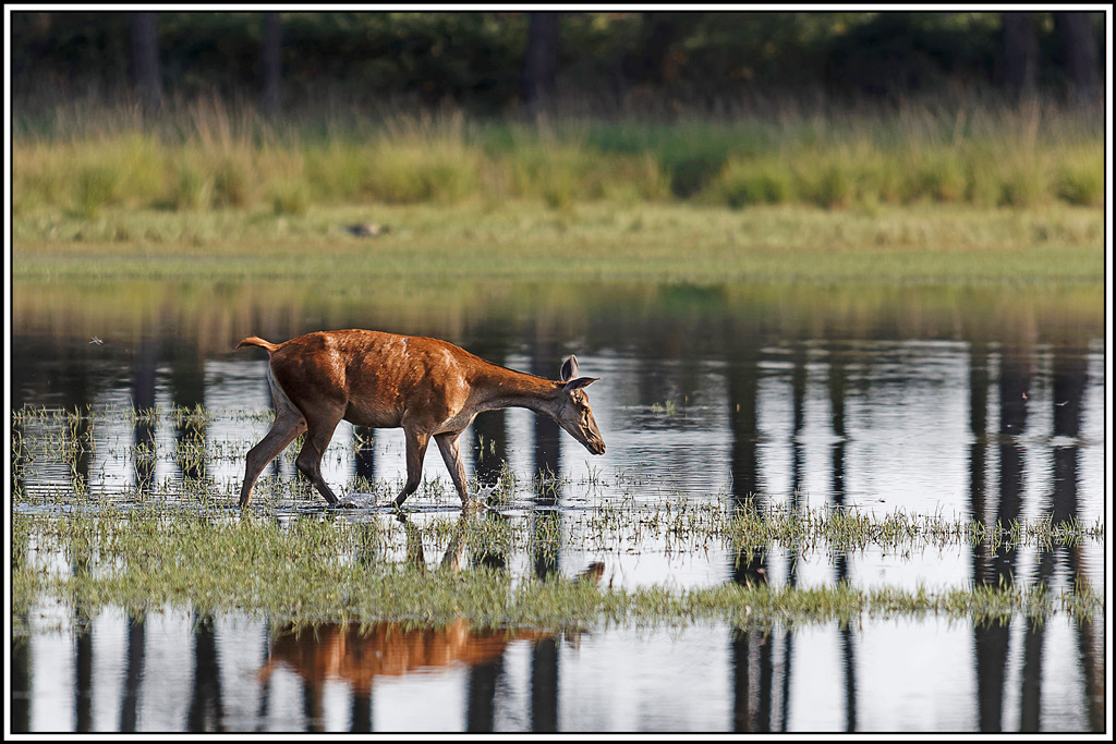 cerf(8971).jpg