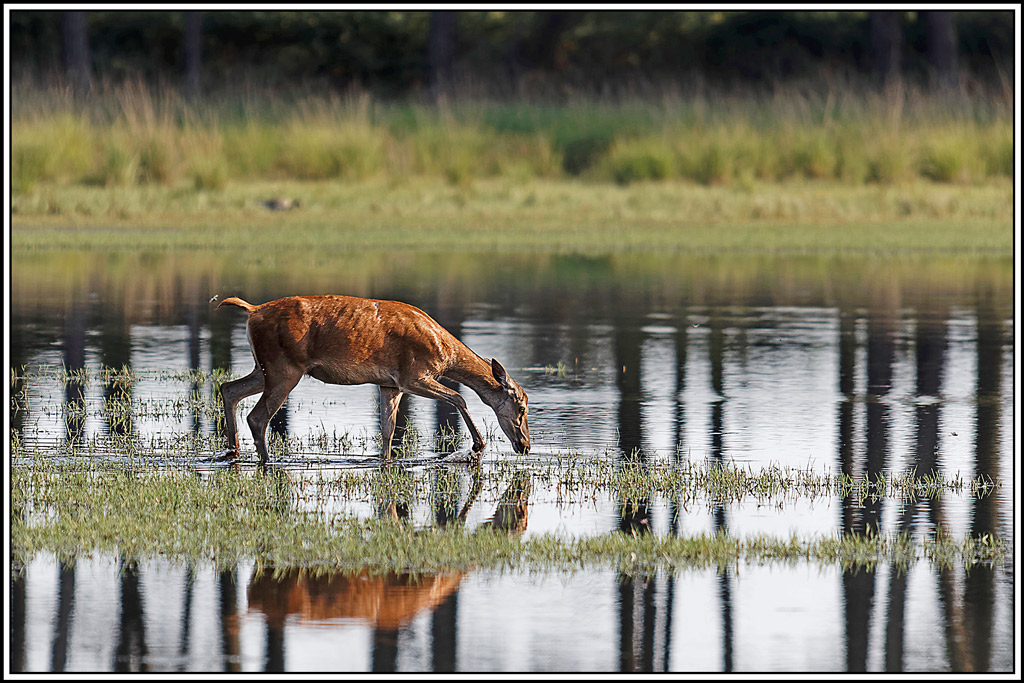 cerf(8973).jpg