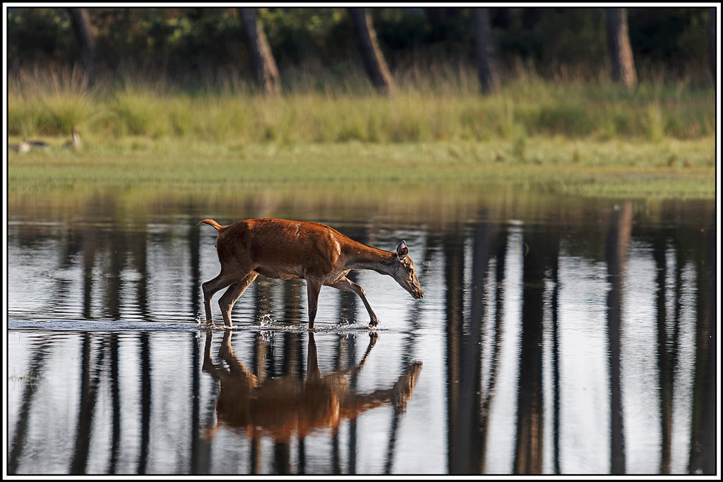 cerf(8981.jpg