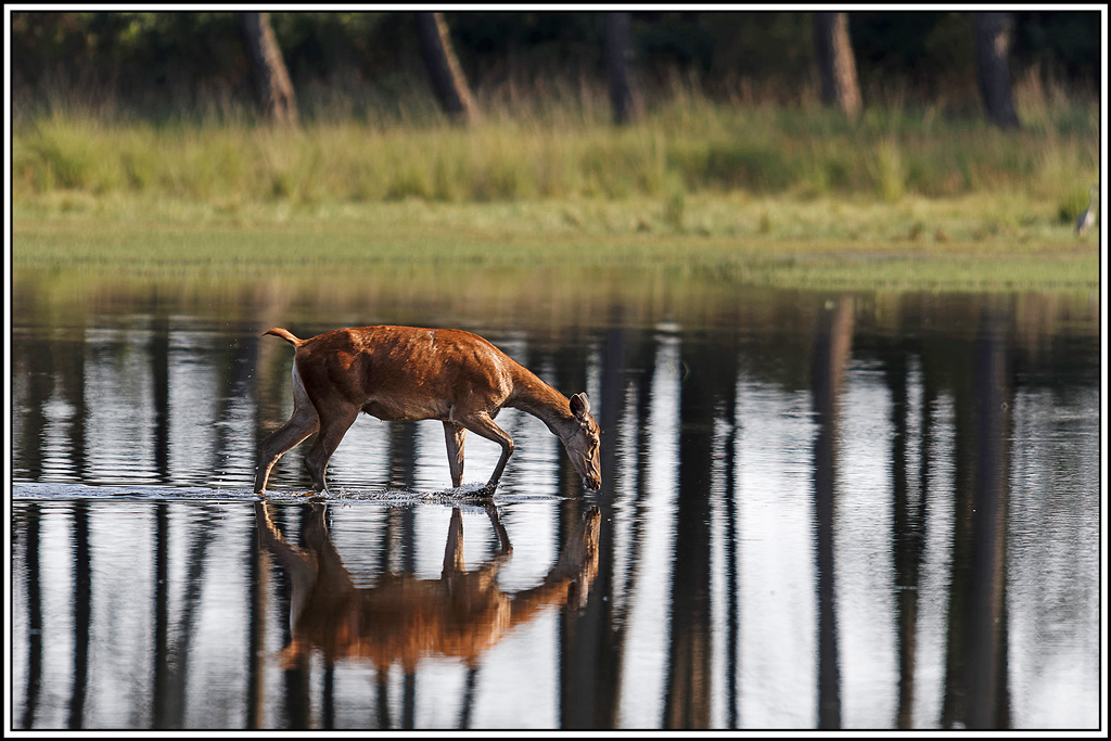 cerf(8984).jpg