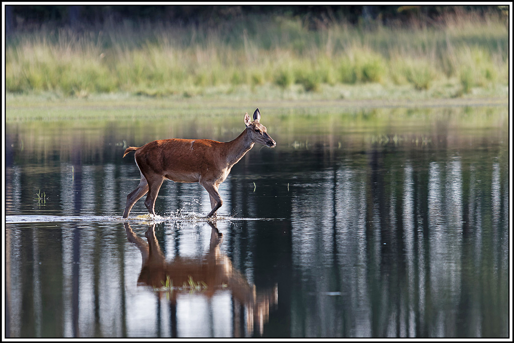 cerf(8989).jpg
