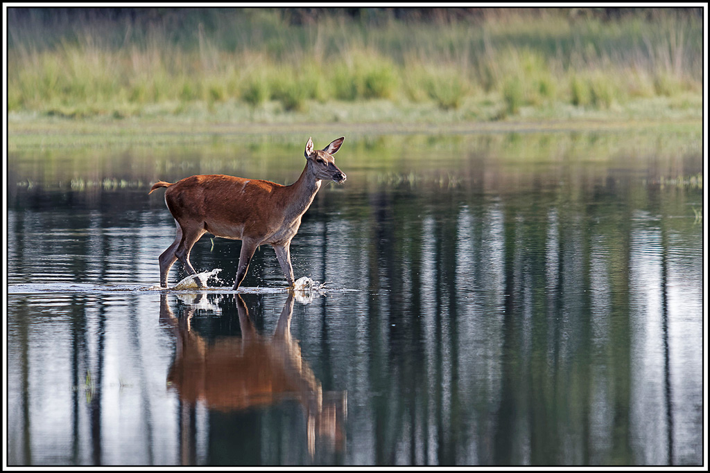 cerf(8992).jpg
